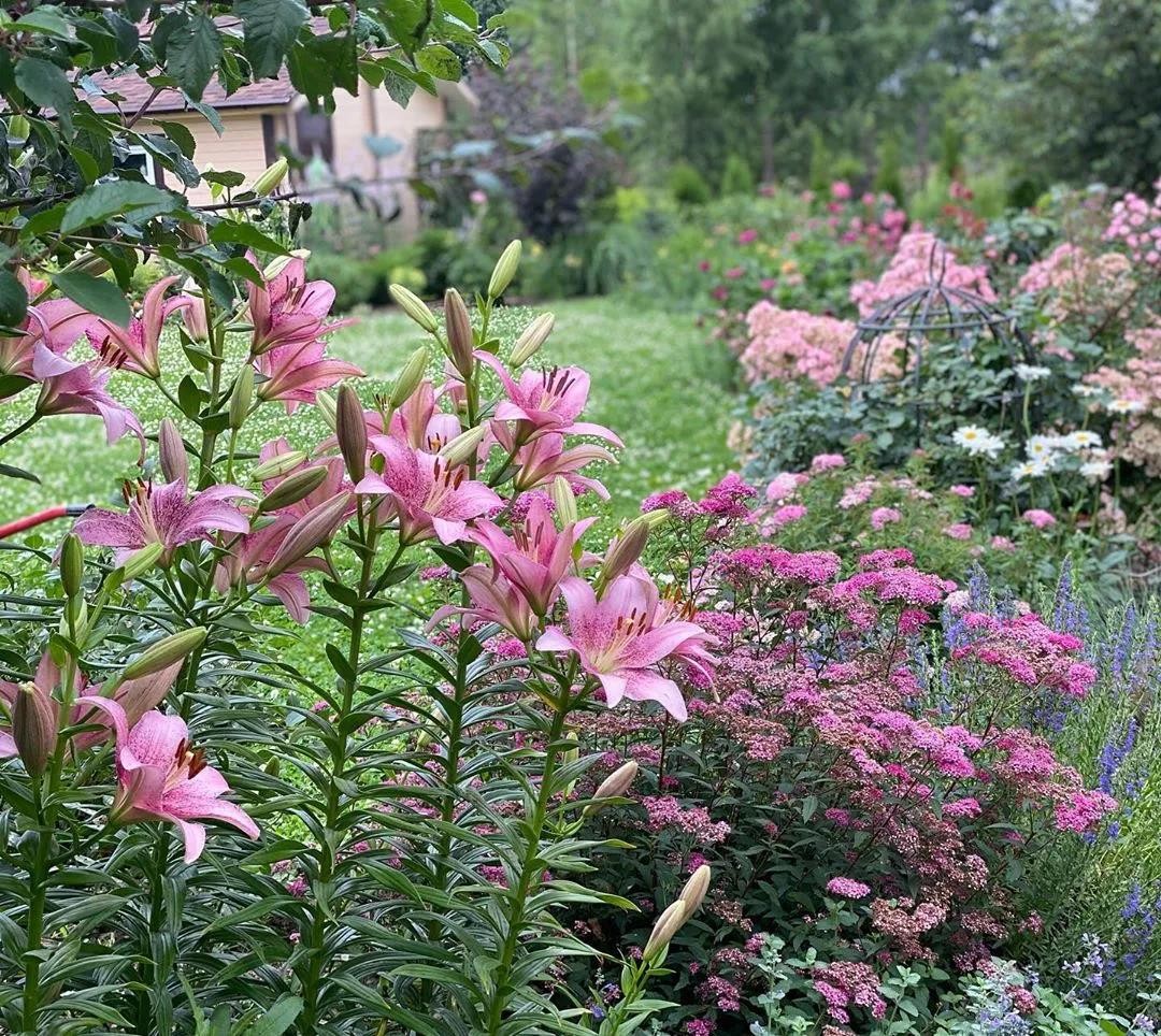 来深圳之后，知道了什么叫“花境”，分享一些图片给大家