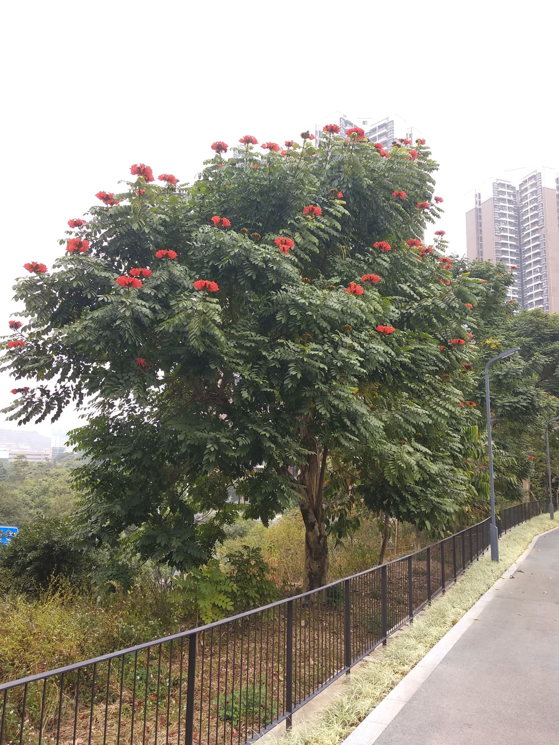 分享一下自己在深圳西丽生态公园拍的照片