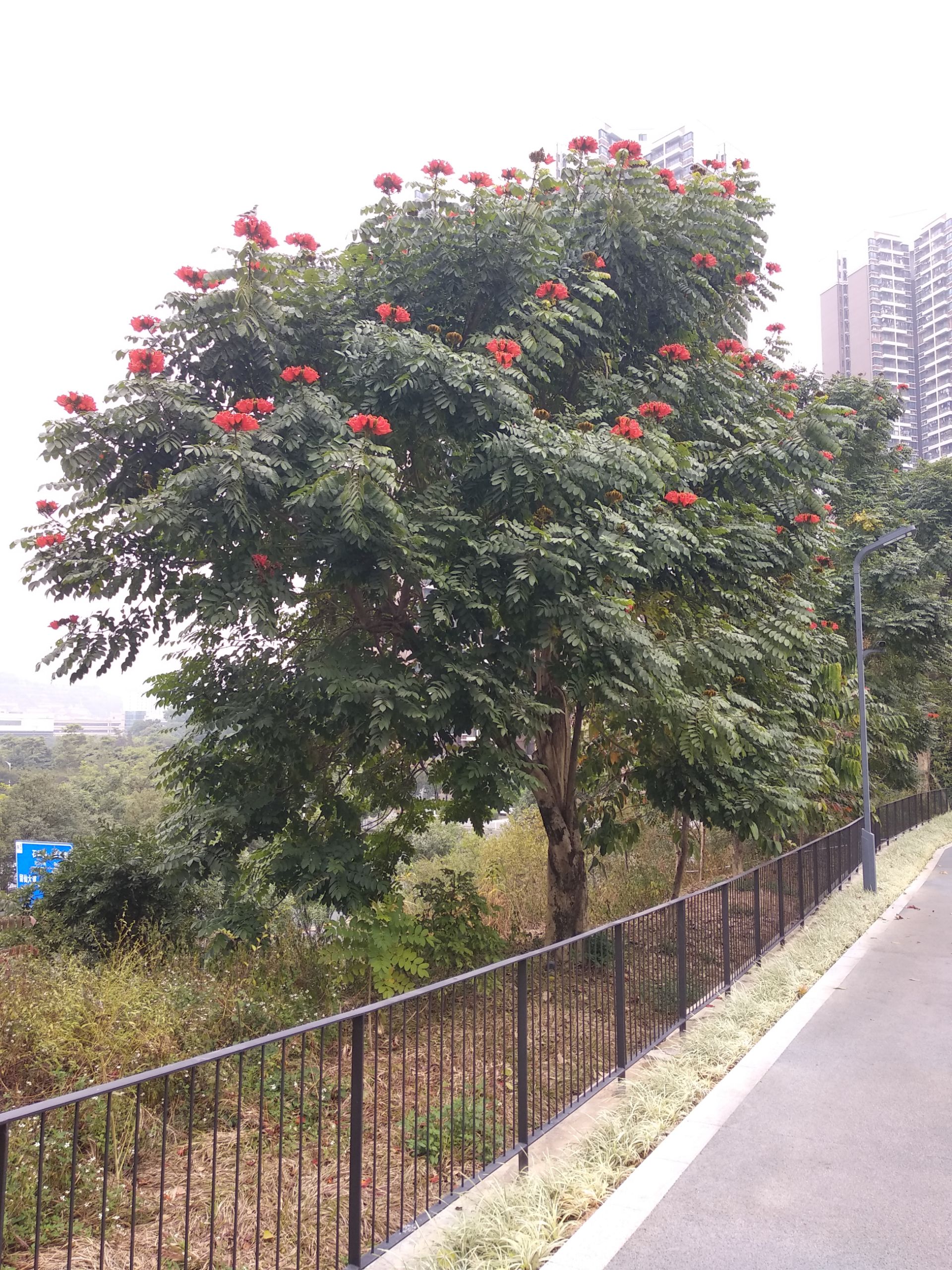 分享一下自己在深圳西丽生态公园拍的照片