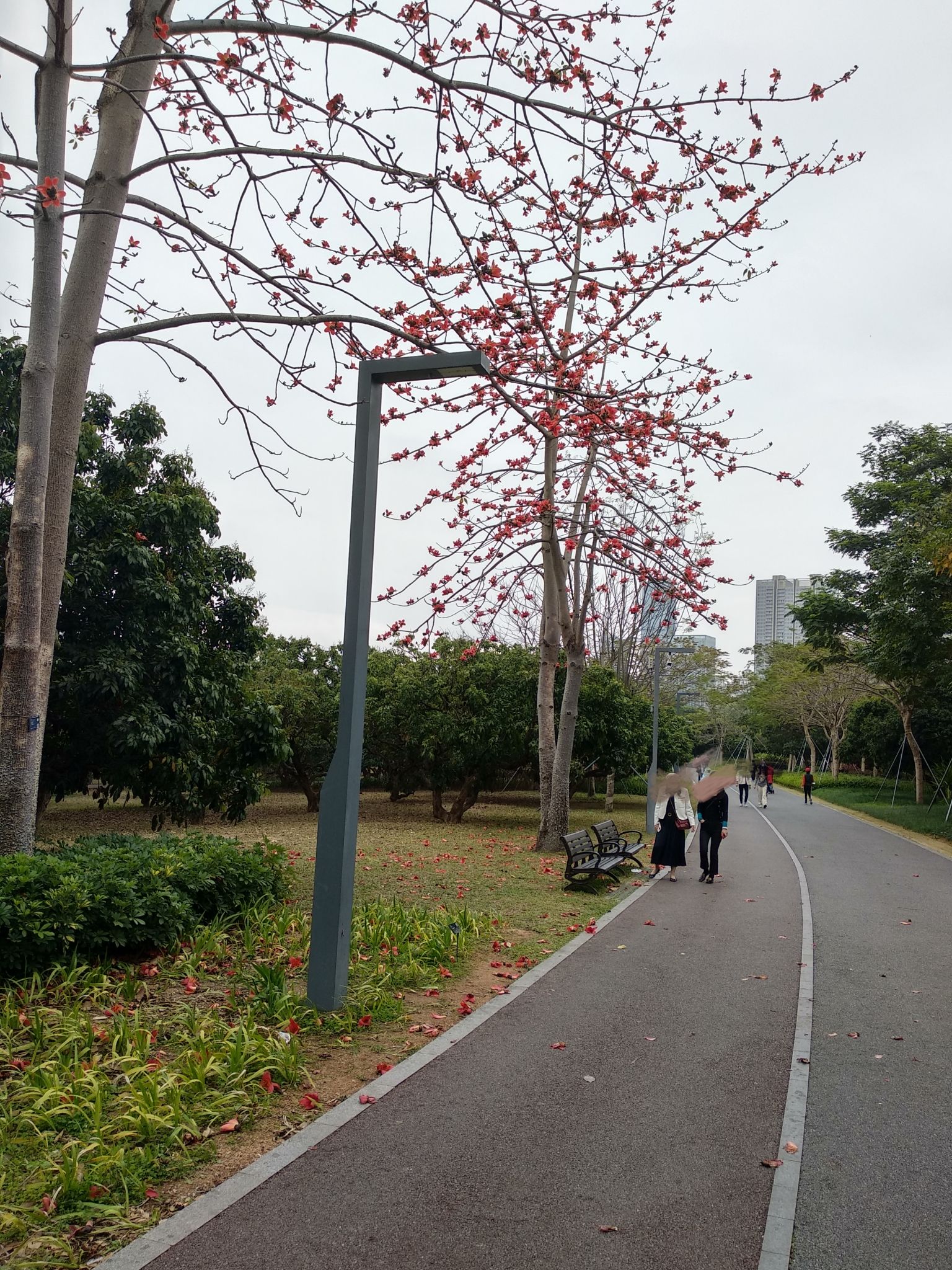 2021年3月3日香蜜湖拍摄的照片