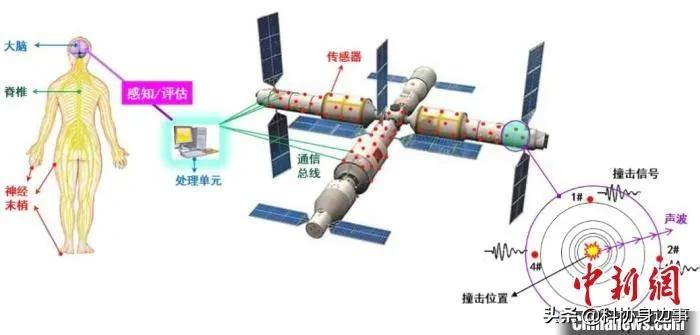 今日科技话题：“活化石”、人类下巴、天和核心舱、磁约束等离子体、“大脑 ... ...