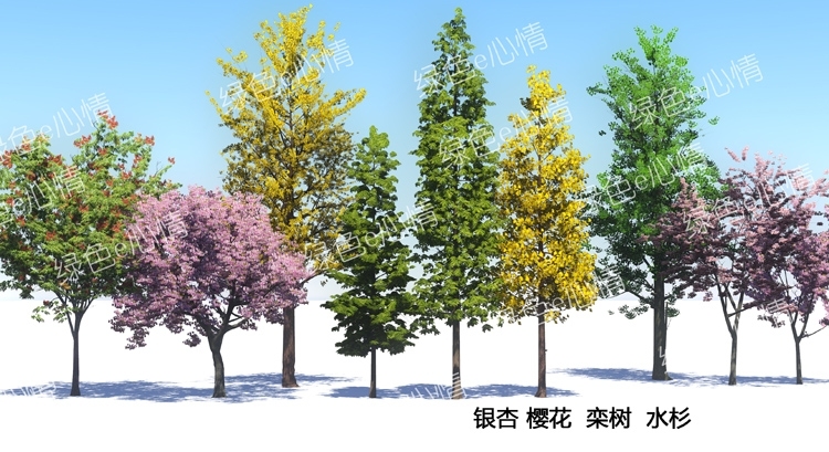 lumion植物素材-银杏桂花樱花紫薇海棠香樟黑松罗汉松水杉-20230510