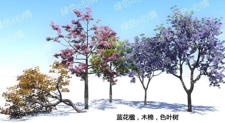 lumion植物素材-银杏桂花樱花紫薇海棠香樟黑松罗汉松水杉-20230510