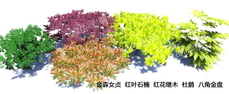 lumion植物素材-银杏桂花樱花紫薇海棠香樟黑松罗汉松水杉-20230510